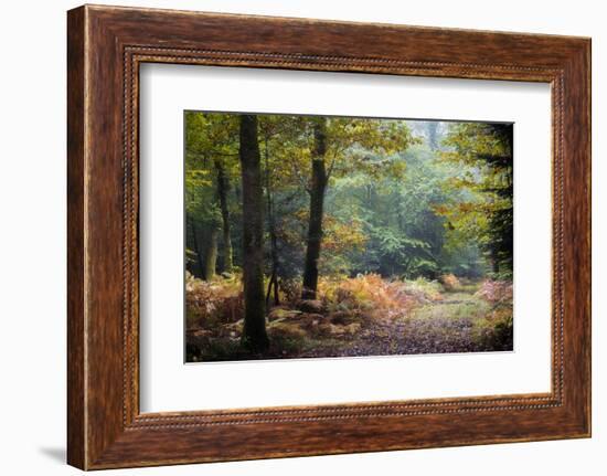 Autumn Forest Leaves-Philippe Manguin-Framed Photographic Print