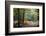 Autumn Forest Leaves-Philippe Manguin-Framed Photographic Print