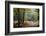 Autumn Forest Leaves-Philippe Manguin-Framed Photographic Print