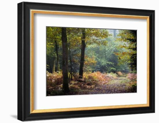 Autumn Forest Leaves-Philippe Manguin-Framed Photographic Print