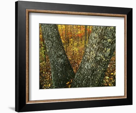 Autumn forest, Mark Twain National Forest, Missouri, USA-Charles Gurche-Framed Photographic Print