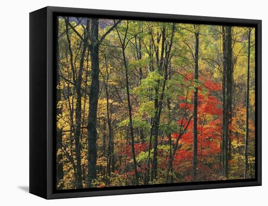Autumn forest near Peaks of Otter, Blue Ridge Parkway, Appalachian Mountains, Virginia, USA-Charles Gurche-Framed Premier Image Canvas