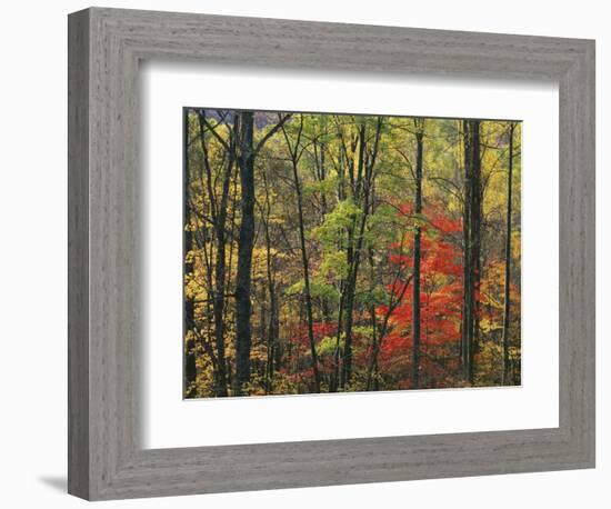 Autumn forest near Peaks of Otter, Blue Ridge Parkway, Appalachian Mountains, Virginia, USA-Charles Gurche-Framed Photographic Print