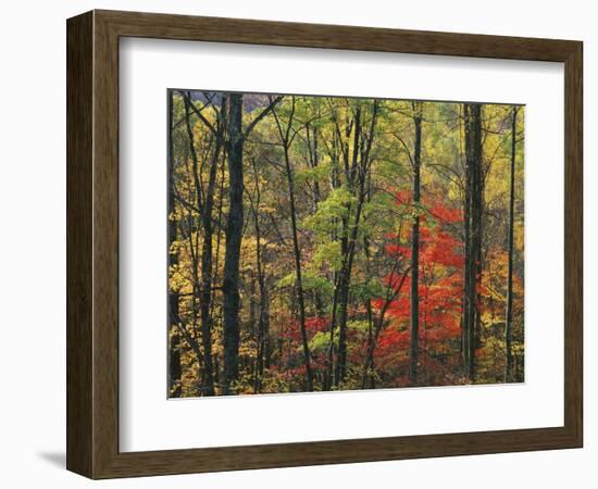 Autumn forest near Peaks of Otter, Blue Ridge Parkway, Appalachian Mountains, Virginia, USA-Charles Gurche-Framed Photographic Print