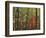 Autumn forest near Peaks of Otter, Blue Ridge Parkway, Appalachian Mountains, Virginia, USA-Charles Gurche-Framed Photographic Print