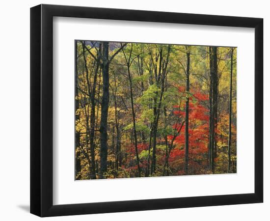 Autumn forest near Peaks of Otter, Blue Ridge Parkway, Appalachian Mountains, Virginia, USA-Charles Gurche-Framed Photographic Print