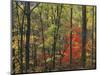 Autumn forest near Peaks of Otter, Blue Ridge Parkway, Appalachian Mountains, Virginia, USA-Charles Gurche-Mounted Photographic Print