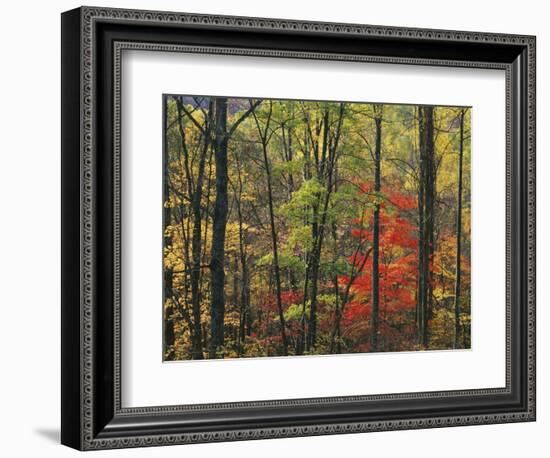 Autumn forest near Peaks of Otter, Blue Ridge Parkway, Appalachian Mountains, Virginia, USA-Charles Gurche-Framed Photographic Print