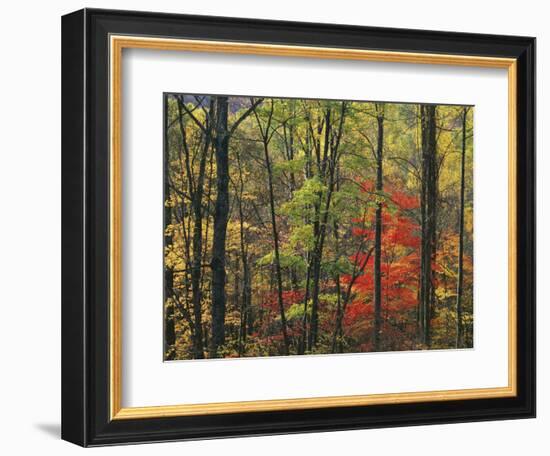 Autumn forest near Peaks of Otter, Blue Ridge Parkway, Appalachian Mountains, Virginia, USA-Charles Gurche-Framed Photographic Print
