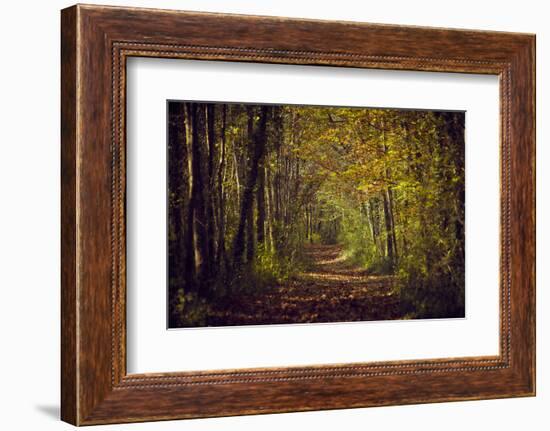 Autumn forest with coloured leaves, sun and path-Axel Killian-Framed Photographic Print