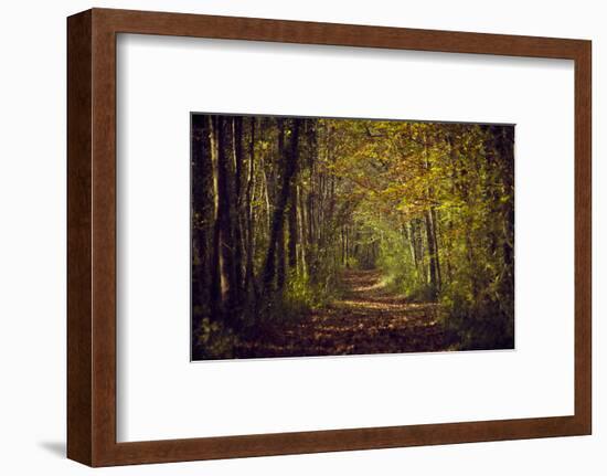 Autumn forest with coloured leaves, sun and path-Axel Killian-Framed Photographic Print