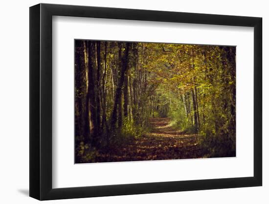 Autumn forest with coloured leaves, sun and path-Axel Killian-Framed Photographic Print