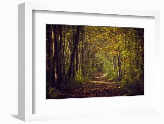 Autumn forest with coloured leaves, sun and path-Axel Killian-Framed Photographic Print