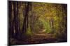 Autumn forest with coloured leaves, sun and path-Axel Killian-Mounted Photographic Print