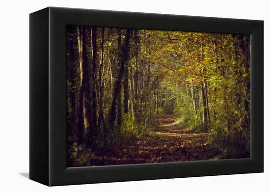 Autumn forest with coloured leaves, sun and path-Axel Killian-Framed Premier Image Canvas