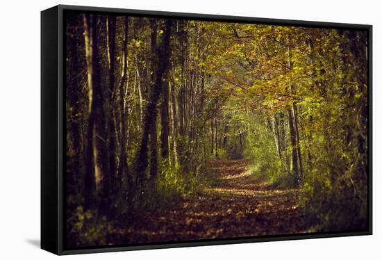 Autumn forest with coloured leaves, sun and path-Axel Killian-Framed Stretched Canvas