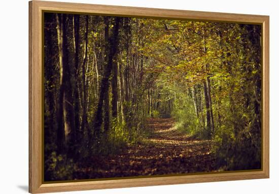 Autumn forest with coloured leaves, sun and path-Axel Killian-Framed Premier Image Canvas
