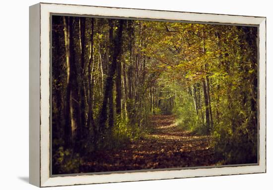 Autumn forest with coloured leaves, sun and path-Axel Killian-Framed Premier Image Canvas