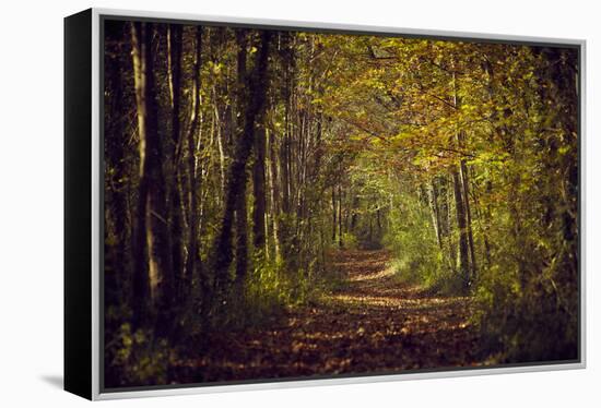 Autumn forest with coloured leaves, sun and path-Axel Killian-Framed Premier Image Canvas