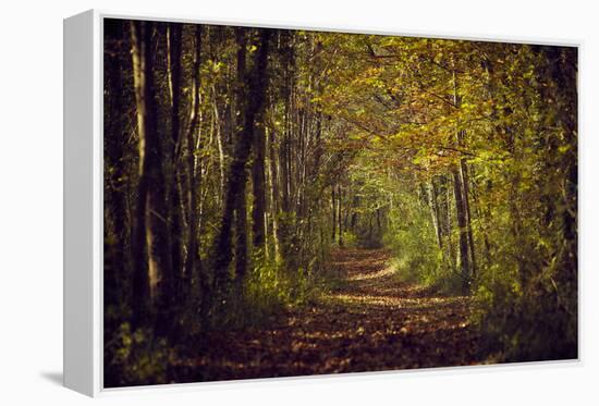 Autumn forest with coloured leaves, sun and path-Axel Killian-Framed Premier Image Canvas