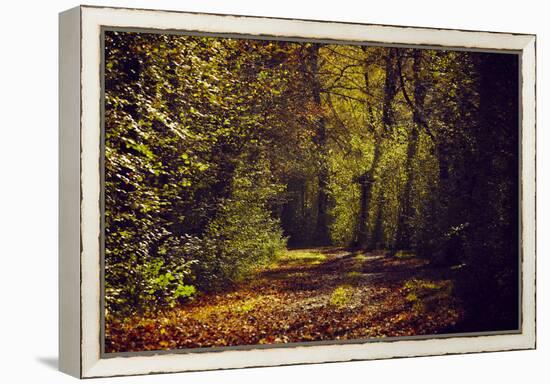 Autumn forest with coloured leaves, sun and way-Axel Killian-Framed Premier Image Canvas