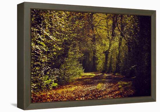 Autumn forest with coloured leaves, sun and way-Axel Killian-Framed Premier Image Canvas