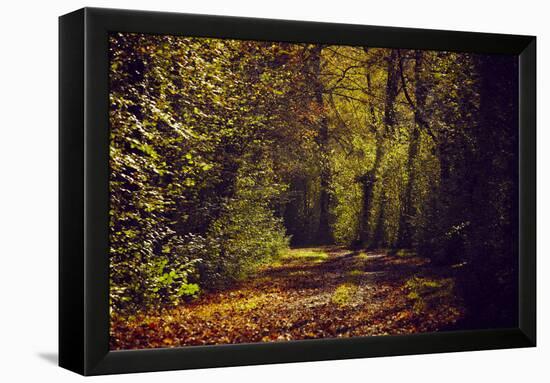 Autumn forest with coloured leaves, sun and way-Axel Killian-Framed Premier Image Canvas