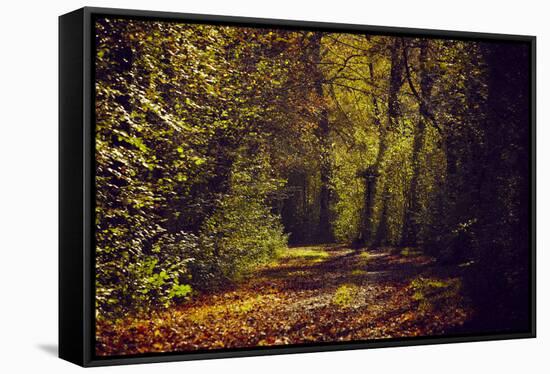 Autumn forest with coloured leaves, sun and way-Axel Killian-Framed Premier Image Canvas