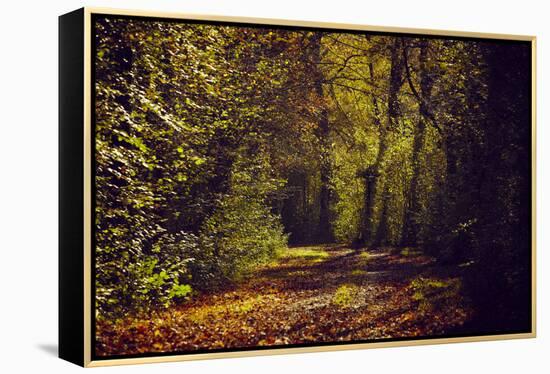 Autumn forest with coloured leaves, sun and way-Axel Killian-Framed Premier Image Canvas