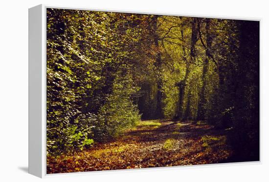Autumn forest with coloured leaves, sun and way-Axel Killian-Framed Premier Image Canvas