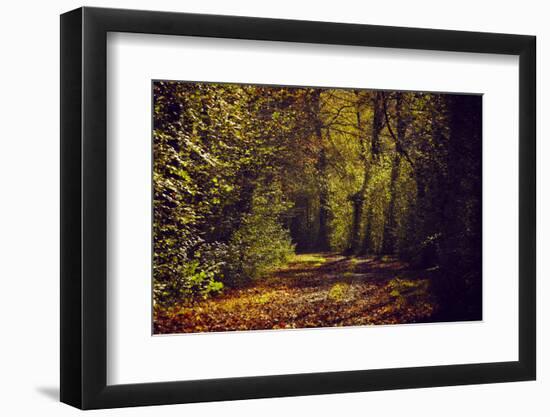 Autumn forest with coloured leaves, sun and way-Axel Killian-Framed Photographic Print