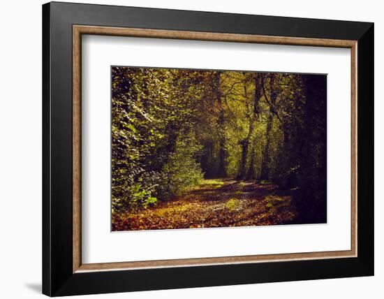 Autumn forest with coloured leaves, sun and way-Axel Killian-Framed Photographic Print