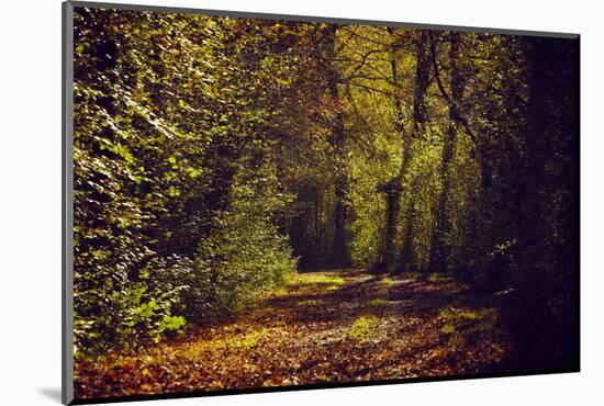 Autumn forest with coloured leaves, sun and way-Axel Killian-Mounted Photographic Print