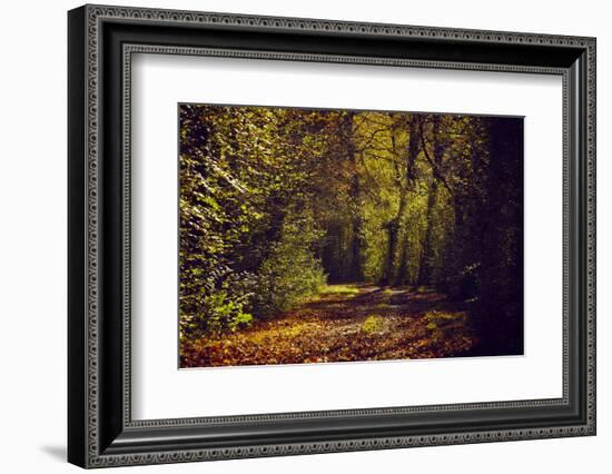 Autumn forest with coloured leaves, sun and way-Axel Killian-Framed Photographic Print