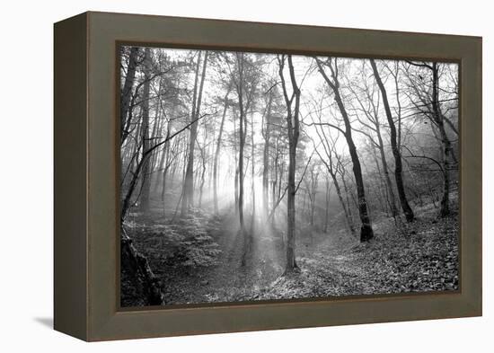 Autumn Forest With Fog And Lights-udvarhazi-Framed Premier Image Canvas