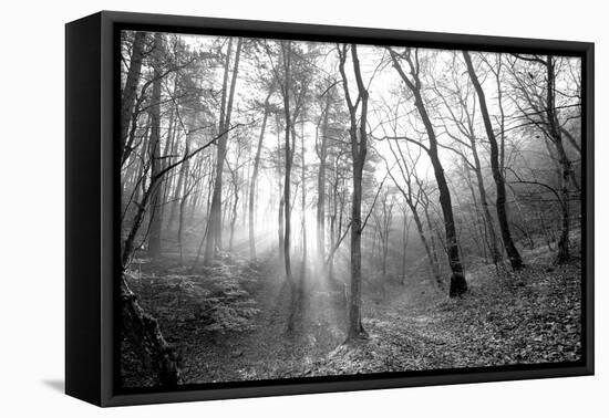 Autumn Forest With Fog And Lights-udvarhazi-Framed Premier Image Canvas