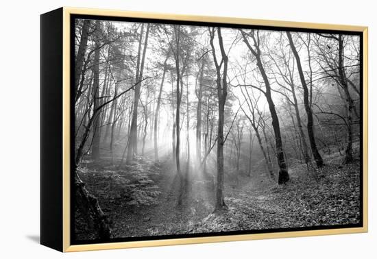 Autumn Forest With Fog And Lights-udvarhazi-Framed Premier Image Canvas