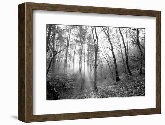 Autumn Forest With Fog And Lights-udvarhazi-Framed Photographic Print