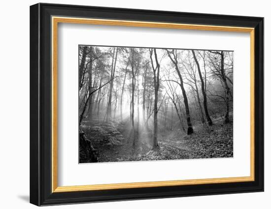 Autumn Forest With Fog And Lights-udvarhazi-Framed Photographic Print