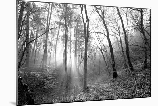 Autumn Forest With Fog And Lights-udvarhazi-Mounted Photographic Print