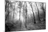 Autumn Forest With Fog And Lights-udvarhazi-Mounted Photographic Print