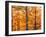 Autumn Forest-null-Framed Photographic Print