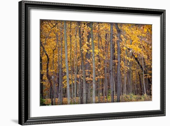 Autumn Forest-Steve Gadomski-Framed Photographic Print