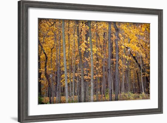 Autumn Forest-Steve Gadomski-Framed Photographic Print
