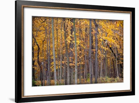 Autumn Forest-Steve Gadomski-Framed Photographic Print