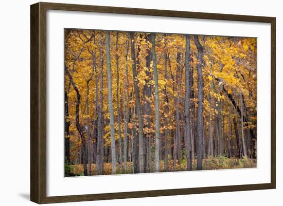 Autumn Forest-Steve Gadomski-Framed Photographic Print