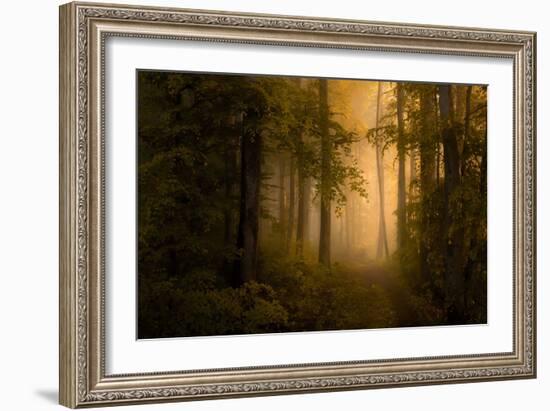 Autumn Forest-Norbert Maier-Framed Giclee Print