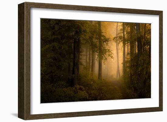 Autumn Forest-Norbert Maier-Framed Giclee Print