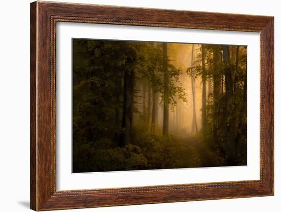 Autumn Forest-Norbert Maier-Framed Giclee Print