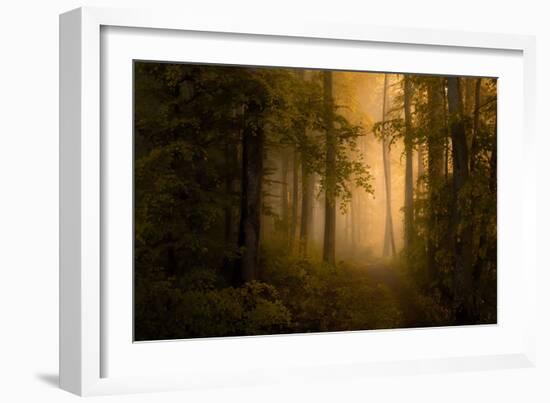 Autumn Forest-Norbert Maier-Framed Giclee Print